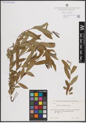 Foto von Salix excelsa S. G. Gmel.